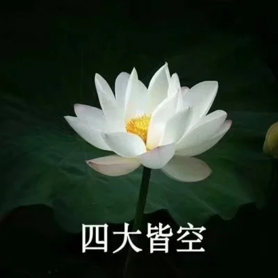 2025荷花微信头像