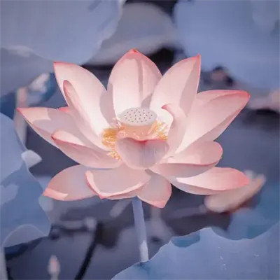 2025荷花微信头像