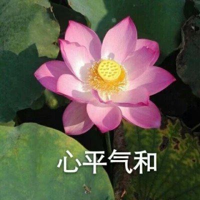 2025荷花微信头像