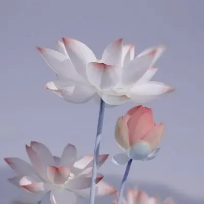 2025荷花微信头像