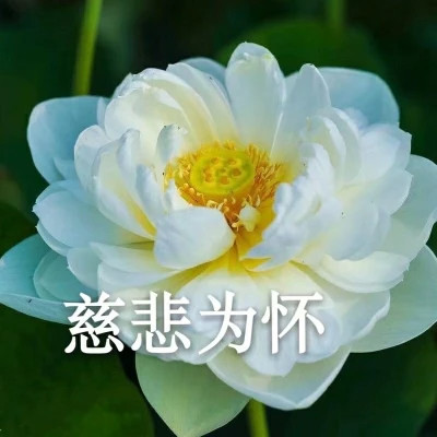 2025荷花微信头像