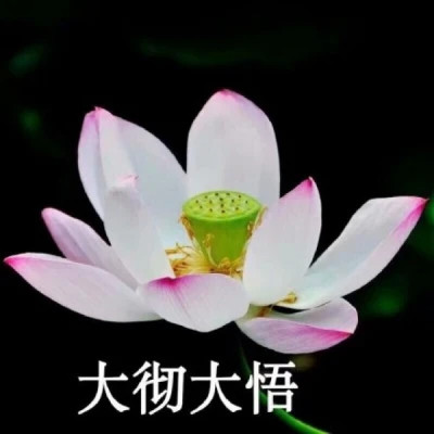2025荷花微信头像