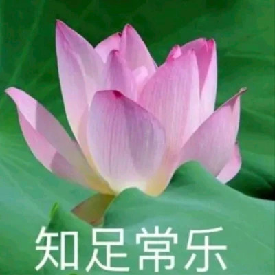 2025荷花微信头像