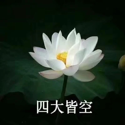 2025荷花微信头像