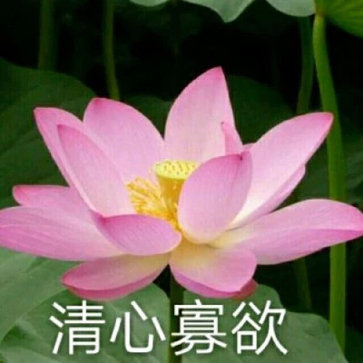 2025荷花微信头像