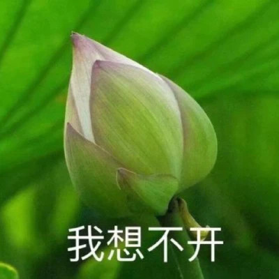 2025荷花微信头像