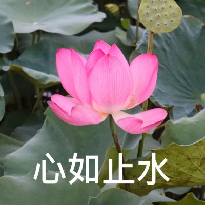 2025荷花微信头像