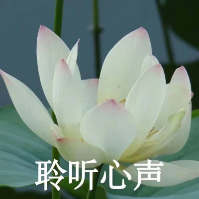 2025荷花微信头像