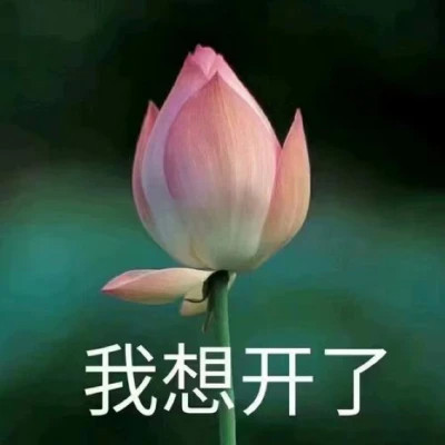 2025荷花微信头像