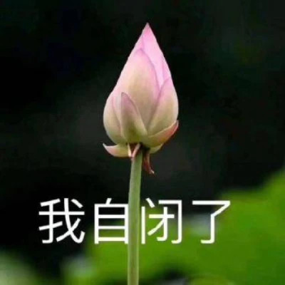 2025荷花微信头像