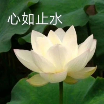 2025荷花微信头像