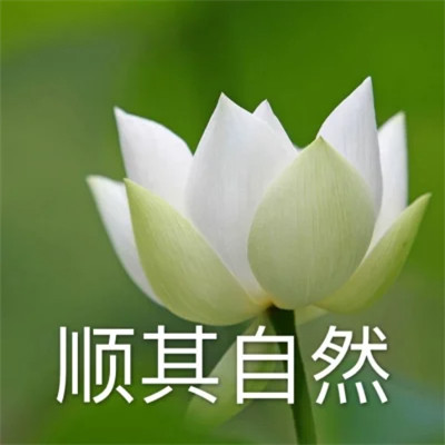 2025荷花微信头像