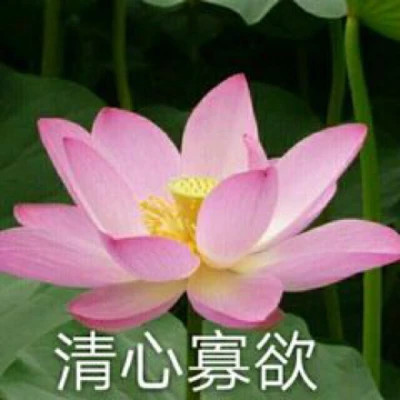 2025荷花微信头像