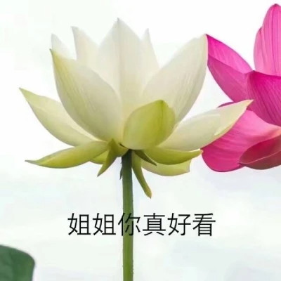 2025荷花微信头像