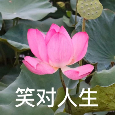 2025荷花微信头像