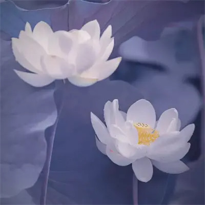 2025荷花微信头像