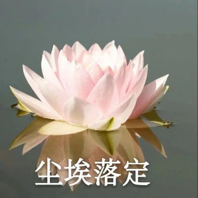 2025荷花微信头像
