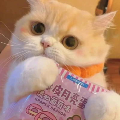 2025可爱小动物照片头像