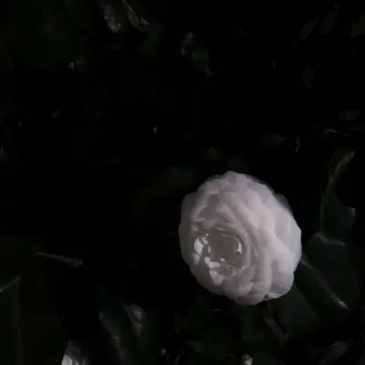 qq头像背景图一套女生