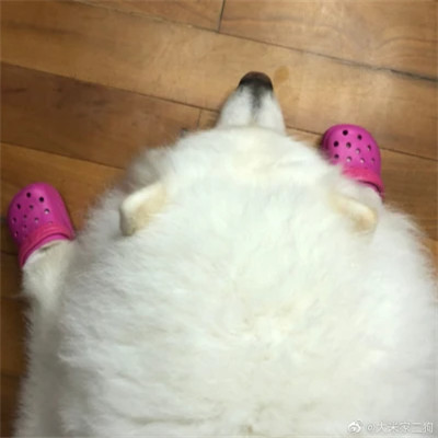 狗狗的脚穿鞋搞怪头像图片
