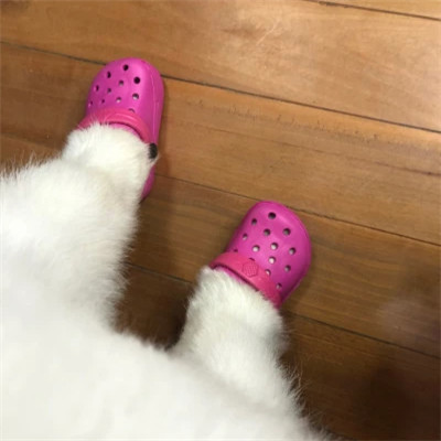 狗狗的脚穿鞋搞怪头像图片