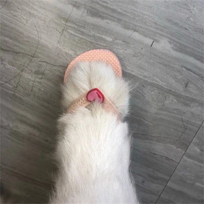 狗狗的脚穿鞋搞怪头像图片