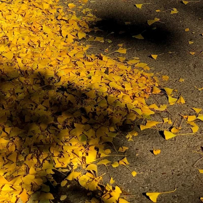 2026超好看的背景图片头像