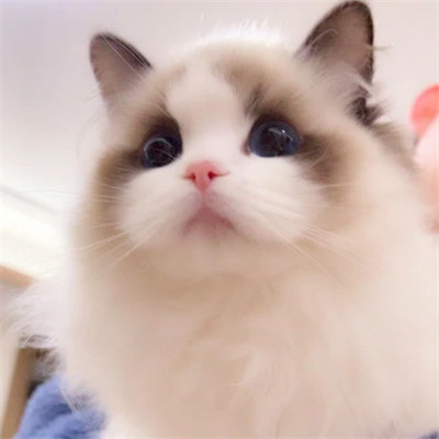 呆萌小奶猫图片头像高清