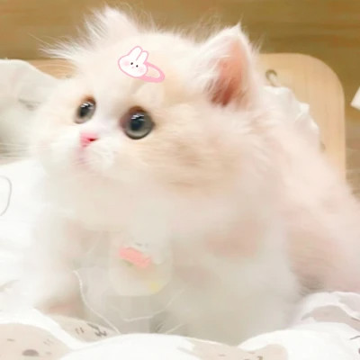 呆萌小奶猫图片头像高清