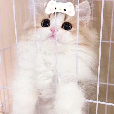 呆萌小奶猫图片头像高清