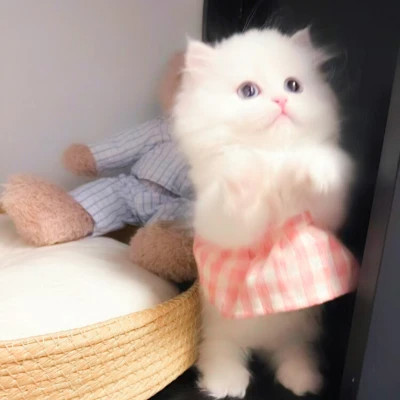 呆萌小奶猫图片头像高清