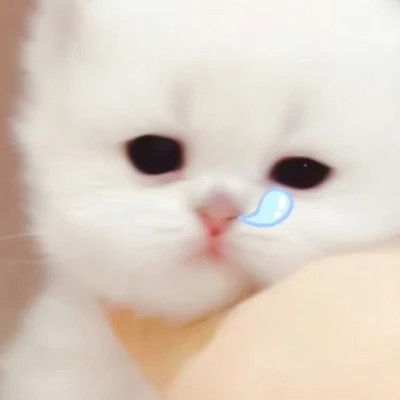 呆萌小奶猫图片头像高清