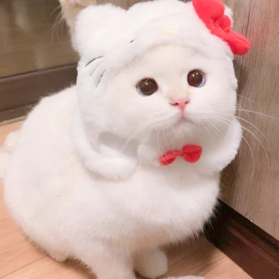 呆萌小奶猫图片头像高清