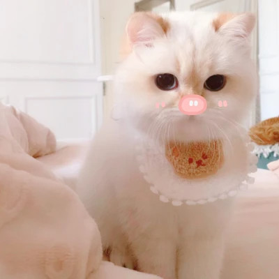 呆萌小奶猫图片头像高清