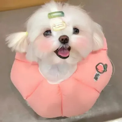 2025趣味微信头像图片