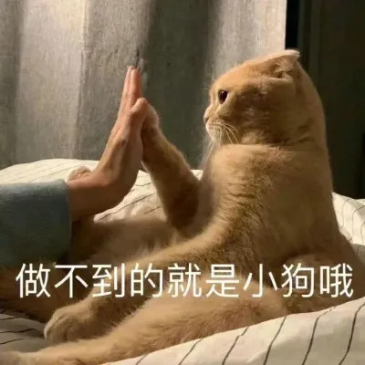 2025最近很火的表情包头像