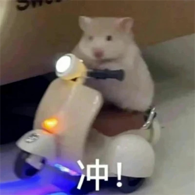 绝绝子超好看的表情包头像