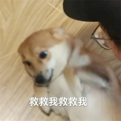 表情包头像沙雕搞笑图片