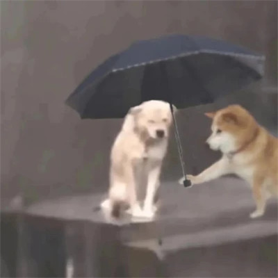 搞笑表情包头像图片