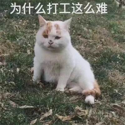 搞笑表情包头像图片