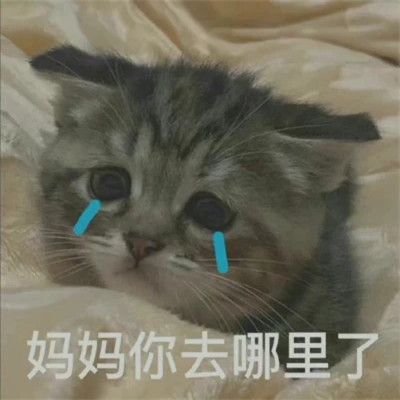2025表情包头像图片