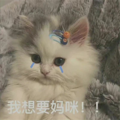 2025表情包头像图片