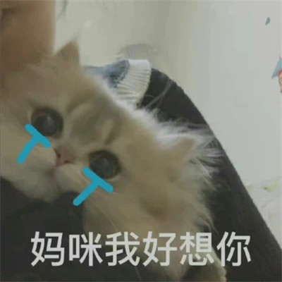 2025表情包头像图片