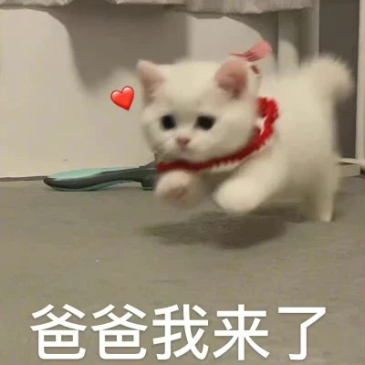 2025表情包头像图片