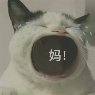 2025表情包头像图片