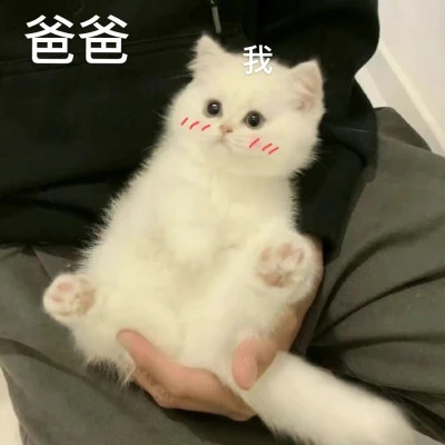 2025表情包头像图片