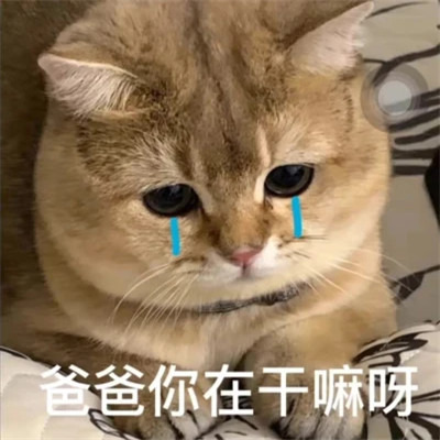 2025表情包头像图片