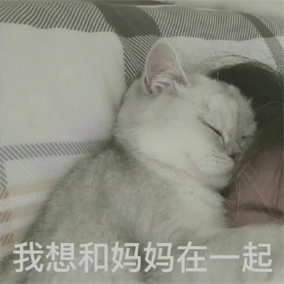 2025表情包头像图片