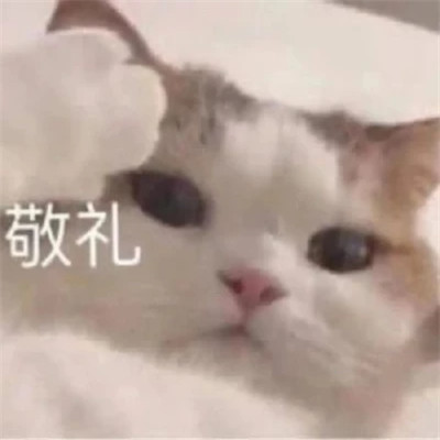 又沙雕又可爱的头像图片