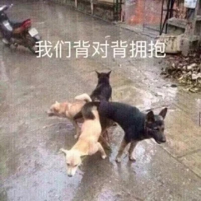 适合当头像的表情包